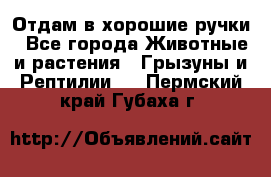 Отдам в хорошие ручки - Все города Животные и растения » Грызуны и Рептилии   . Пермский край,Губаха г.